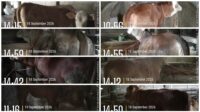 Bantuan Sapi di Tlogopakis Disebut Telah Lengkapi, Kelompok Siap Rawat Sesuai Ketentuan Bantuan Sapi di Tlogopakis Disebut Telah Lengkapi, Kelompok Siap Rawat Sesuai Ketentuan