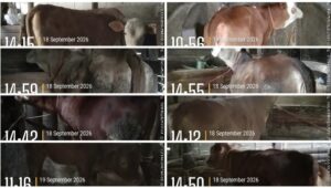 Bantuan Sapi di Tlogopakis Disebut Telah Lengkapi, Kelompok Siap Rawat Sesuai Ketentuan