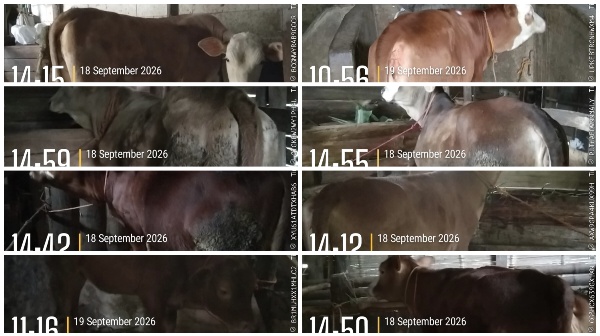 Bantuan Sapi di Tlogopakis Disebut Telah Lengkapi, Kelompok Siap Rawat Sesuai Ketentuan