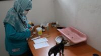 Vaksinasi Rabies Gratis Digelar di Pekalongan, Kuota 150 Hewan