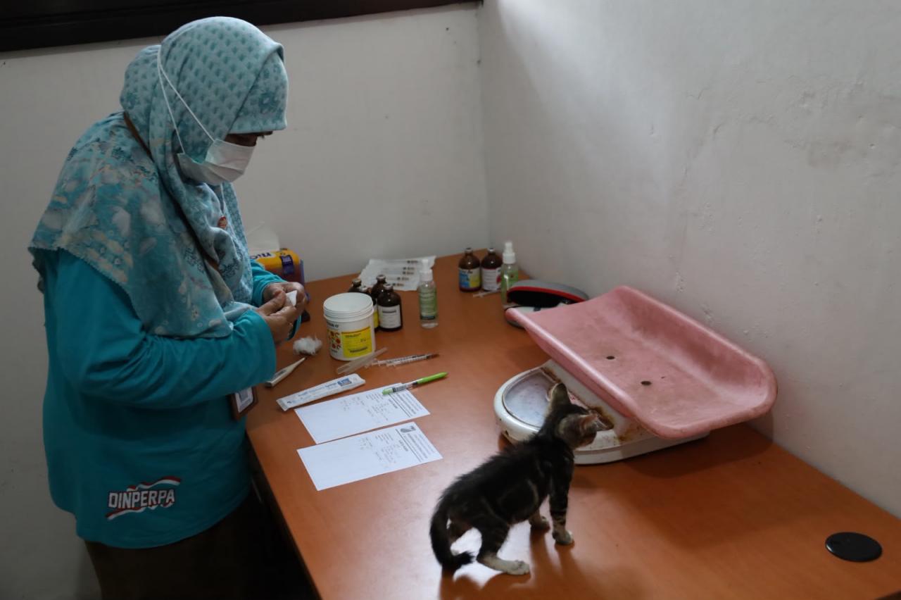 Vaksinasi Rabies Gratis Digelar di Pekalongan, Kuota 150 Hewan