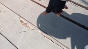 Papan Kayu Jembatan di Pekalongan Retak, Proyek Rp140 Juta Disorot