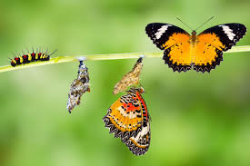 images (4)