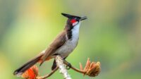 2000px-red-whiskered-bulbul-sipahi-bulbuli-3241d69518fb4418eb841c3d4dc24ca6-3ab28519cb13825fc17b57f7fa708e8b_600x400