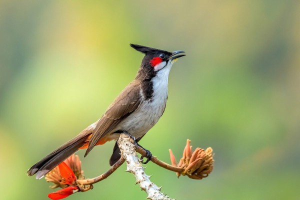 2000px-red-whiskered-bulbul-sipahi-bulbuli-3241d69518fb4418eb841c3d4dc24ca6-3ab28519cb13825fc17b57f7fa708e8b_600x400