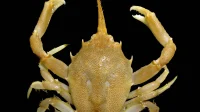 crab-Belgian-coast