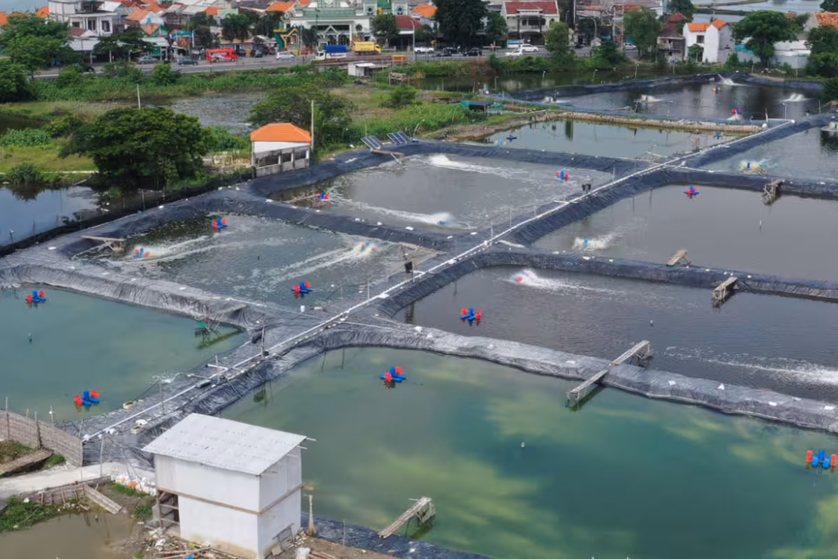 Saponin untuk Tambak Udang Perikanan