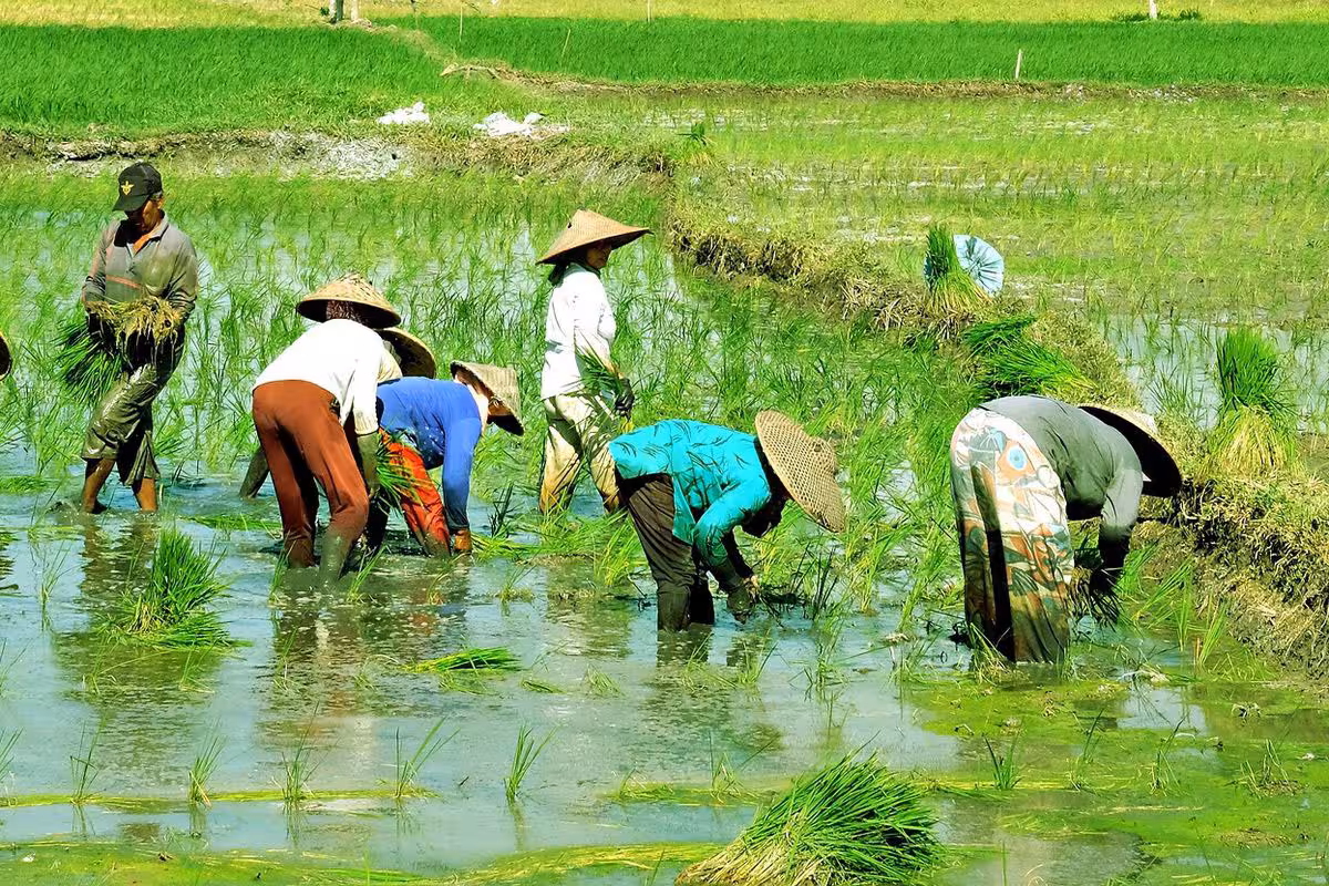 Saponin untuk Pertanian Sawah