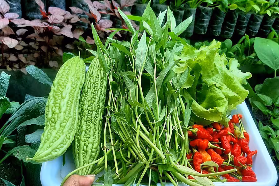 Kebun Sayur