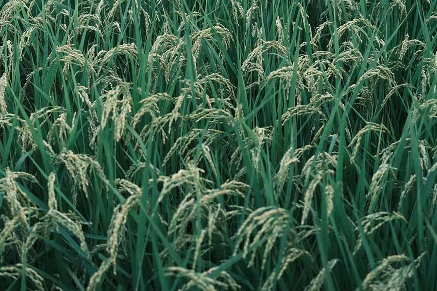 Sawah Padi Hijau